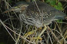 Green Heron