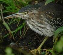 Green Heron