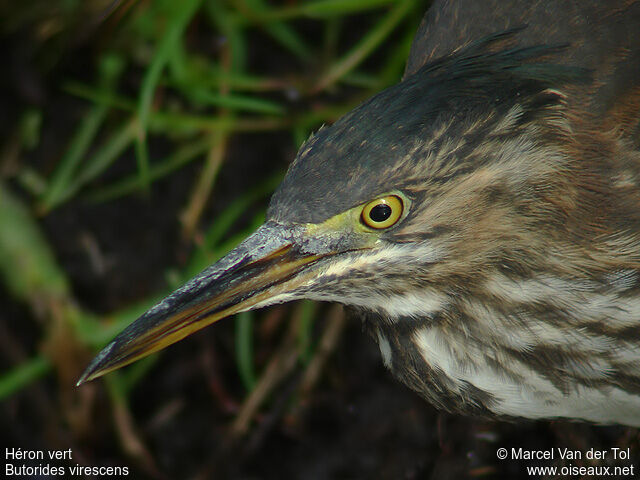 Green Heronimmature