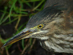 Green Heron