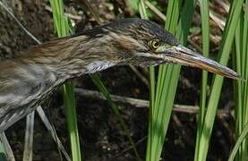 Green Heron