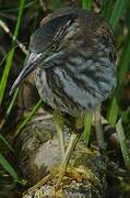 Green Heron