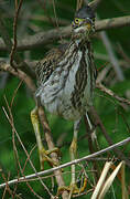 Green Heron