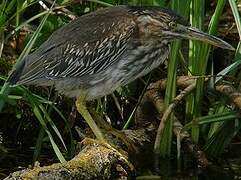 Green Heron