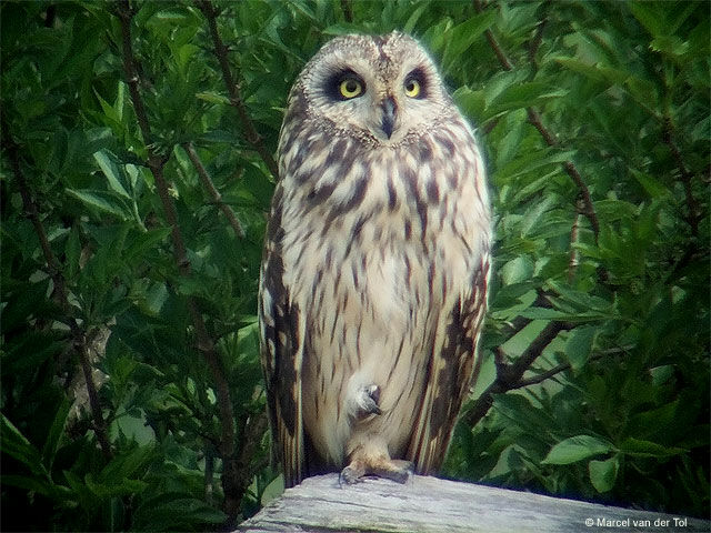 Hibou des marais