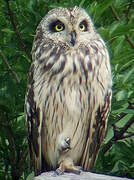 Hibou des marais