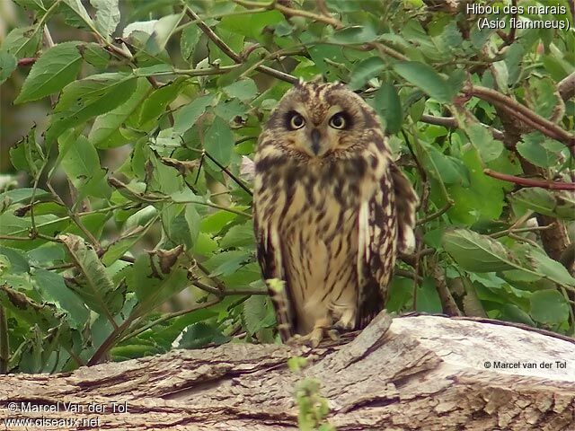 Hibou des marais