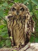 Hibou des marais