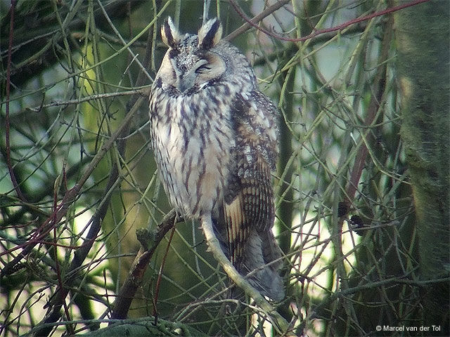 Hibou moyen-duc