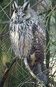 Long-eared Owl