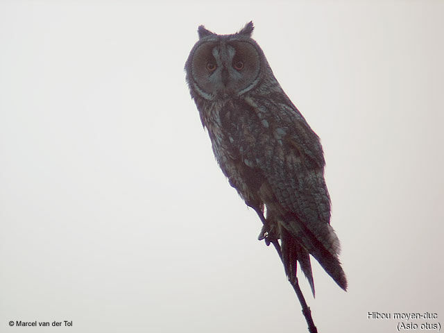 Long-eared Owl