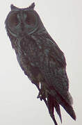 Long-eared Owl