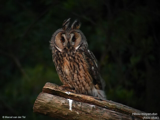 Hibou moyen-duc