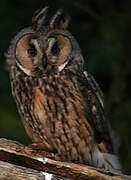 Long-eared Owl