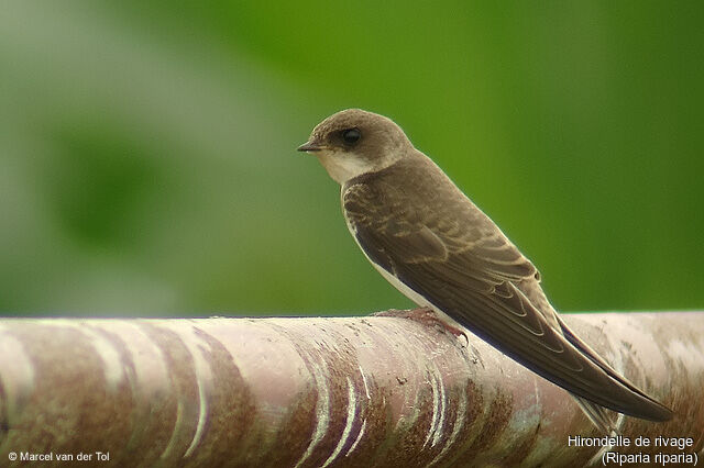 Sand Martin