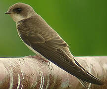 Sand Martin