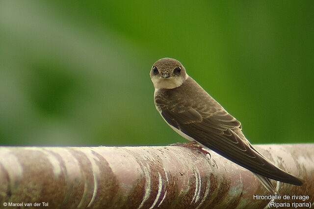 Sand Martin