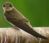 Sand Martin