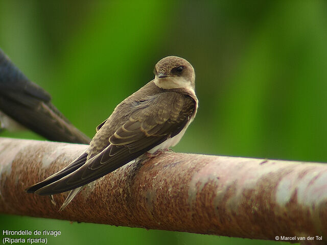 Sand Martin