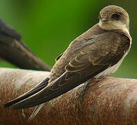 Sand Martin