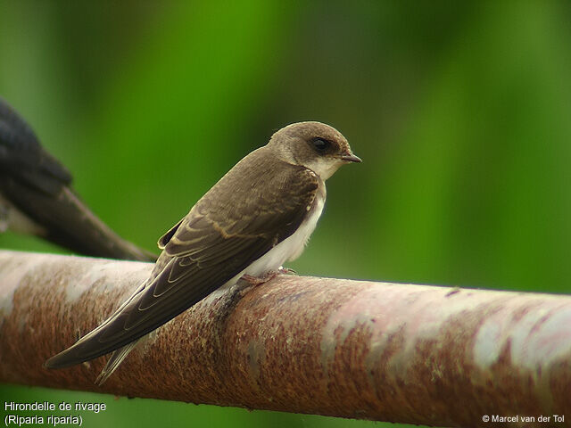 Sand Martin