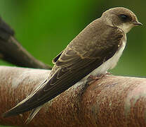 Sand Martin