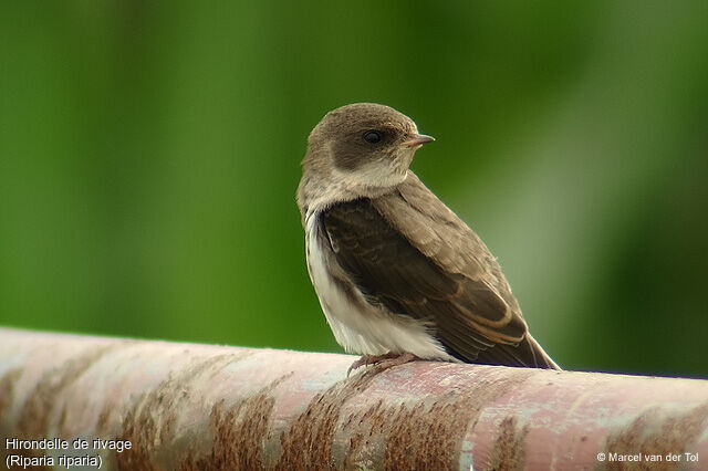 Sand Martin