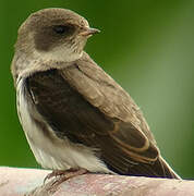 Sand Martin