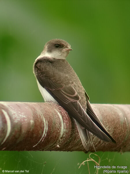 Sand Martin