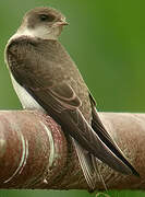 Sand Martin