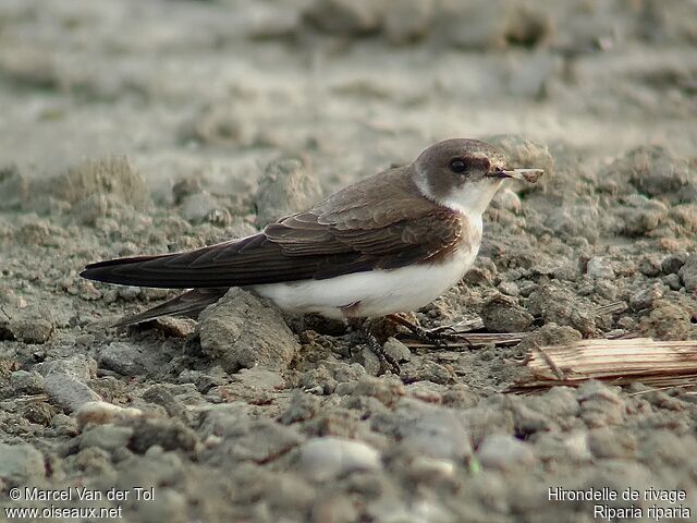 Sand Martinadult