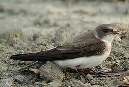 Sand Martin