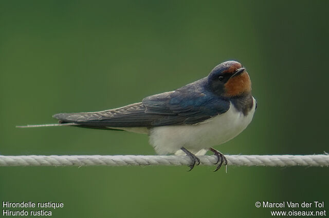 Barn Swallowadult