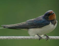 Barn Swallow