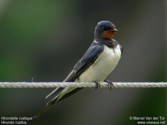 Hirondelle rustiqueadulte, identification