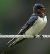 Barn Swallow