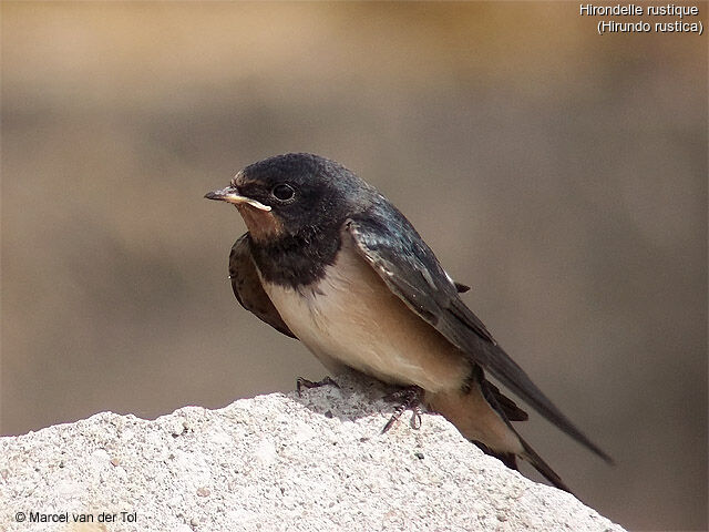 Barn Swallow