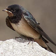 Barn Swallow