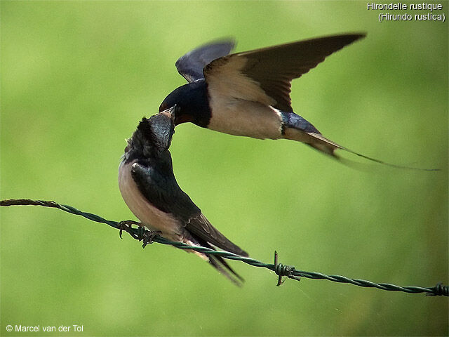 Hirondelle rustique, Comportement