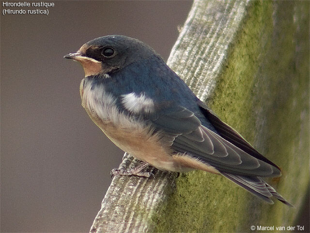 Hirondelle rustique