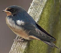 Barn Swallow