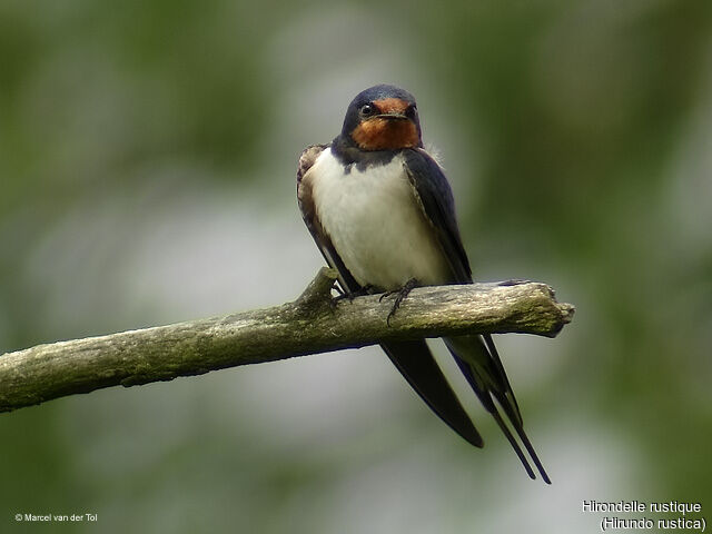 Hirondelle rustique, identification