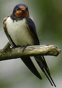 Barn Swallow