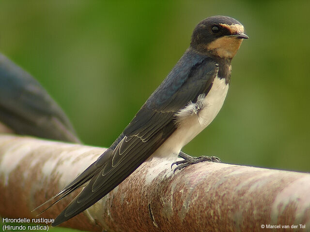 Hirondelle rustique