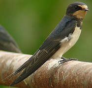 Barn Swallow