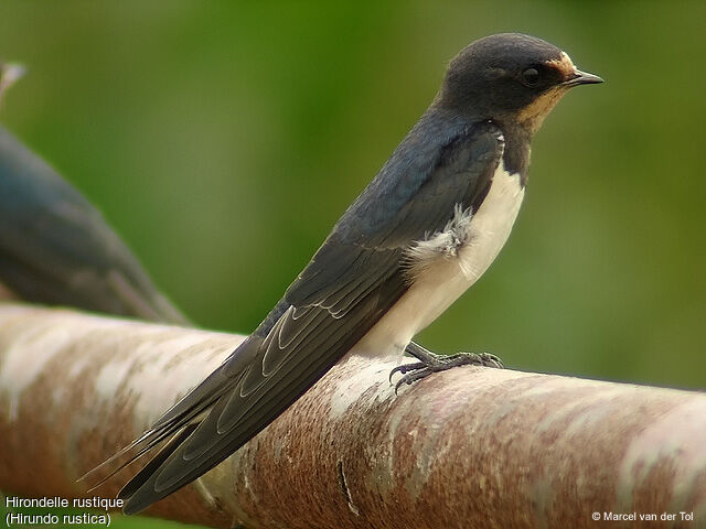 Barn Swallow