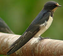 Barn Swallow