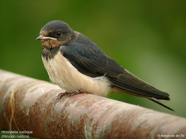 Barn Swallow