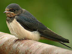 Barn Swallow