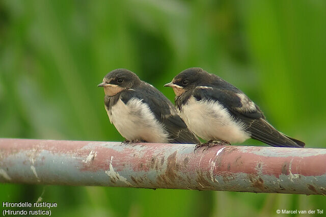 Barn Swallow